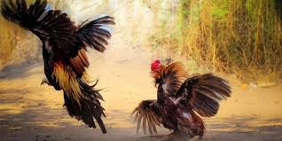 ลักษณะเฉพาะที่ไก่นี้มี